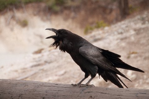 raven calling